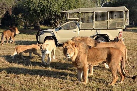 Lion and Safari Park tour.Pick up and drop off Privately 